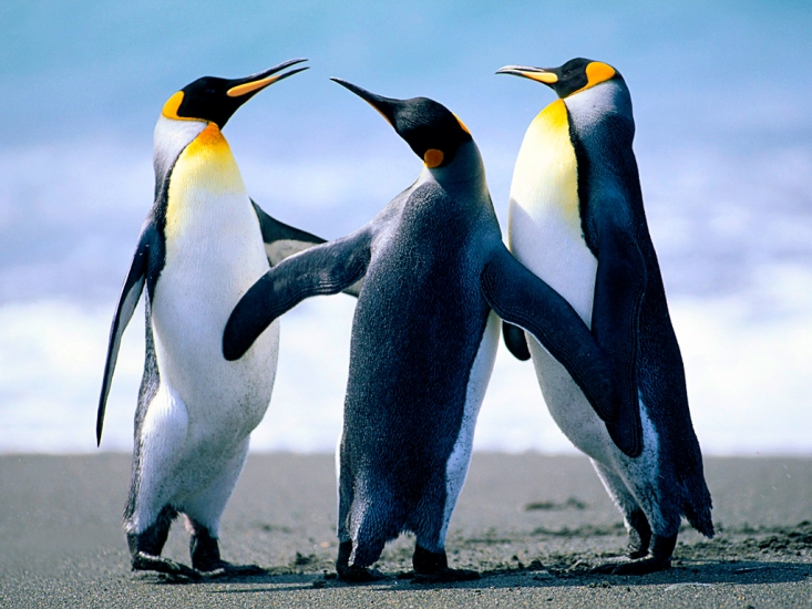 Penguins Dance